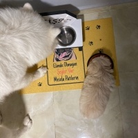 Pekingese, Köpek  Sıfır numara pekinez fotoğrafı