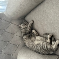 British Shorthair, Kedi  şila fotoğrafı