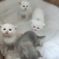 Chinchilla, Kedi  balım fotoğrafı