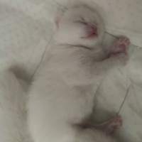 Chinchilla, Kedi  balım fotoğrafı