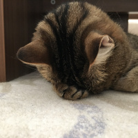 Tekir Kedi, Kedi  Şirin fotoğrafı