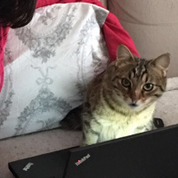 Tekir Kedi, Kedi  Şirin fotoğrafı