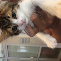 Tekir Kedi, Kedi  Şirin fotoğrafı