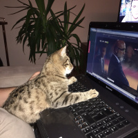Tekir Kedi, Kedi  Şirin fotoğrafı