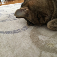 Tekir Kedi, Kedi  Şirin fotoğrafı