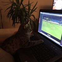 Tekir Kedi, Kedi  Şirin fotoğrafı