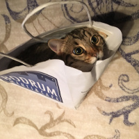 Tekir Kedi, Kedi  Şirin fotoğrafı