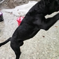 Cane Corso Italiano, Köpek  Ares fotoğrafı