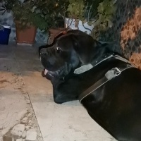 Cane Corso Italiano, Köpek  Ares fotoğrafı