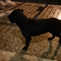 Cane Corso Italiano, Köpek  Ares fotoğrafı