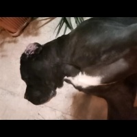 Cane Corso Italiano, Köpek  Ares fotoğrafı