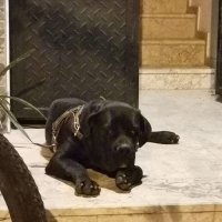 Cane Corso Italiano, Köpek  Ares fotoğrafı
