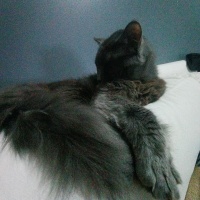 Nebelung, Kedi  duman fotoğrafı