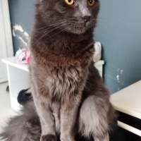 Nebelung, Kedi  duman fotoğrafı