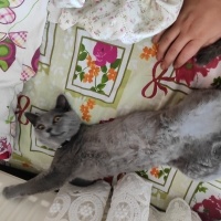 British Shorthair, Kedi  Duman fotoğrafı