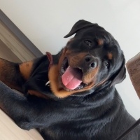 Rottweiler, Köpek  Sam fotoğrafı