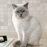 Brazilian Shorthair, Kedi  Rakı fotoğrafı