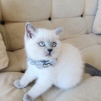 Brazilian Shorthair, Kedi  Rakı fotoğrafı