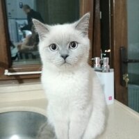 Brazilian Shorthair, Kedi  Rakı fotoğrafı