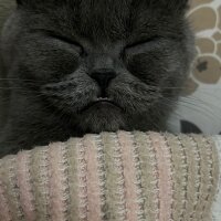 Scottish Fold, Kedi  Venüs fotoğrafı