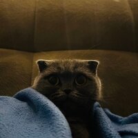 Scottish Fold, Kedi  Venüs fotoğrafı