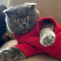 Scottish Fold, Kedi  Venüs fotoğrafı