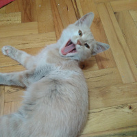 Tekir Kedi, Kedi  Nane fotoğrafı