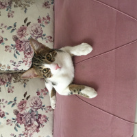 Tekir Kedi, Kedi  Minnak fotoğrafı