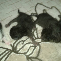 Tekir Kedi, Kedi  4 yavru verilecek Acil fotoğrafı