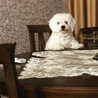 Maltese, Köpek  Köpük fotoğrafı