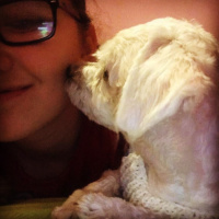 Maltese, Köpek  Köpük fotoğrafı