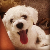 Maltese, Köpek  Köpük fotoğrafı