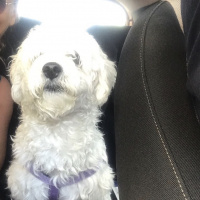 Maltese, Köpek  Köpük fotoğrafı