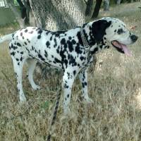 Hırvat Çoban Köpeği, Köpek  Dalmatian fotoğrafı