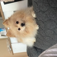 Pomeranyalı, Köpek  Murphy fotoğrafı