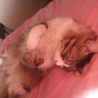 Norwegian Forest, Kedi  Django fotoğrafı