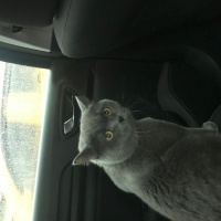 British Shorthair, Kedi  Yumak fotoğrafı