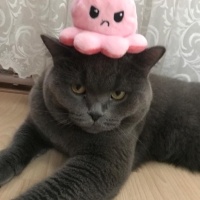 British Shorthair, Kedi  Yumak fotoğrafı