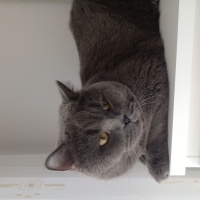 British Shorthair, Kedi  Yumak fotoğrafı