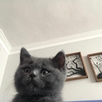 British Shorthair, Kedi  Yumak fotoğrafı