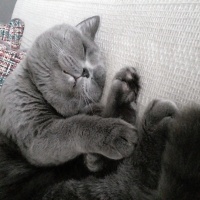 British Shorthair, Kedi  Yumak fotoğrafı