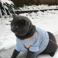 British Shorthair, Kedi  Yumak fotoğrafı