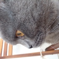 British Shorthair, Kedi  Yumak fotoğrafı