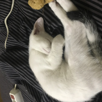 Tekir Kedi, Kedi  Puki fotoğrafı
