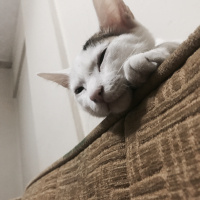 Tekir Kedi, Kedi  Puki fotoğrafı