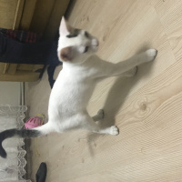 Tekir Kedi, Kedi  Puki fotoğrafı