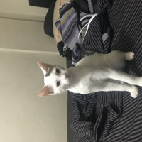 Tekir Kedi, Kedi  Puki fotoğrafı