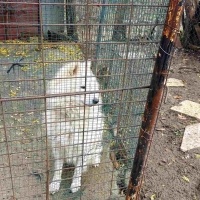 Samoyed, Köpek  Pamuk fotoğrafı