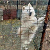 Samoyed, Köpek  Pamuk fotoğrafı