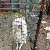 Samoyed, Köpek  Pamuk fotoğrafı